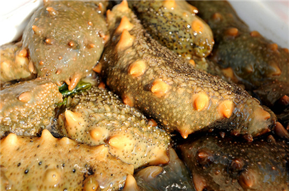 长岛纯野生海参泡发及食用手册